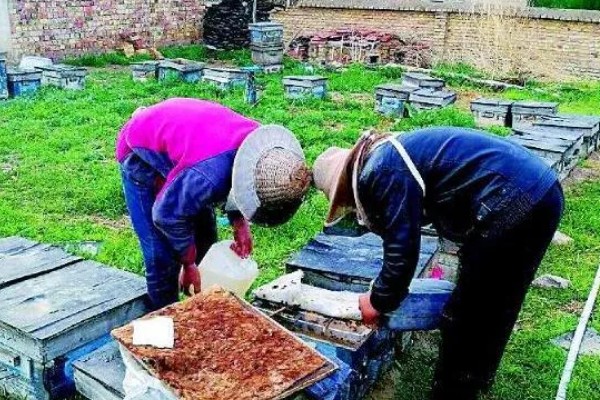 中蜂大量喂白糖有什么危害,可能引起营养不良、爆发蜂病、引发盗蜂