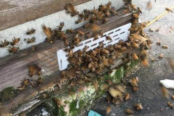 中蜂大量喂白糖有什么危害,可能引起营养不良、爆发蜂病、引发盗蜂