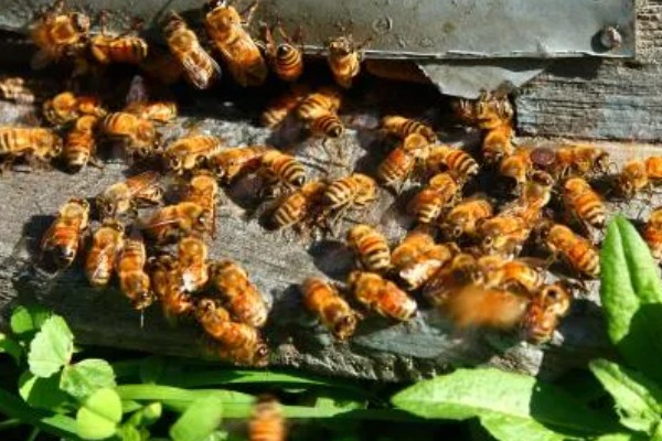 中蜂大量喂白糖有什么危害,可能引起营养不良、爆发蜂病、引发盗蜂