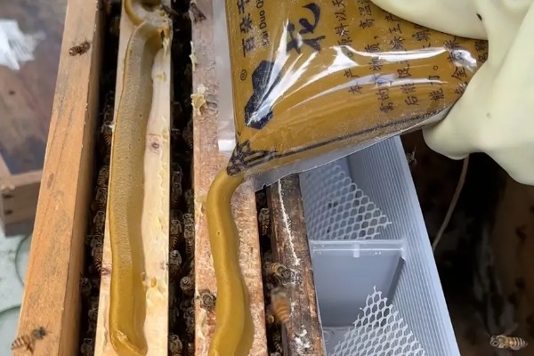 中蜂大量喂白糖有什么危害,可能引起营养不良、爆发蜂病、引发盗蜂