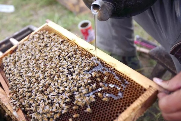 中蜂大量喂白糖有什么危害,可能引起营养不良、爆发蜂病、引发盗蜂