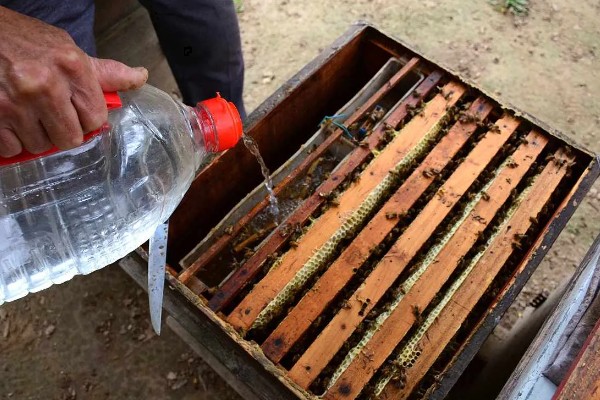 中蜂大量喂白糖有什么危害,可能引起营养不良、爆发蜂病、引发盗蜂