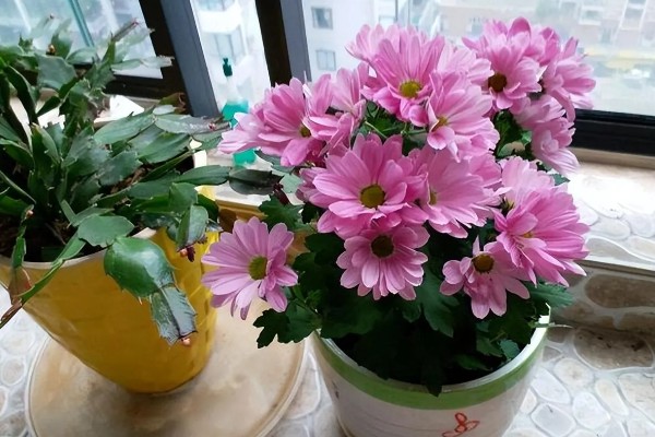 卧室养花会不会缺氧,超过2盆且花型过大会增加二氧化碳的浓度