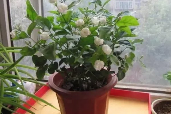 卧室养花会不会缺氧,超过2盆且花型过大会增加二氧化碳的浓度