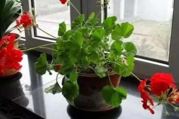 卧室养花会不会缺氧,超过2盆且花型过大会增加二氧化碳的浓度