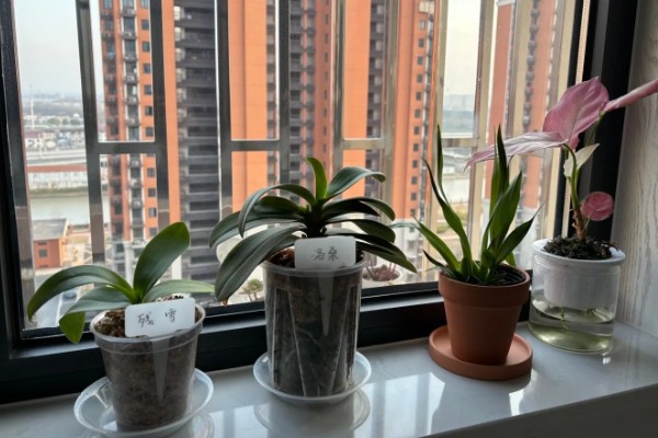 卧室养花会不会缺氧,超过2盆且花型过大会增加二氧化碳的浓度