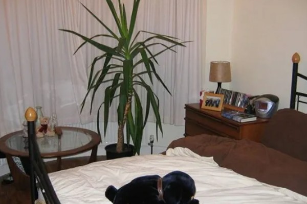 卧室养花会不会缺氧,超过2盆且花型过大会增加二氧化碳的浓度