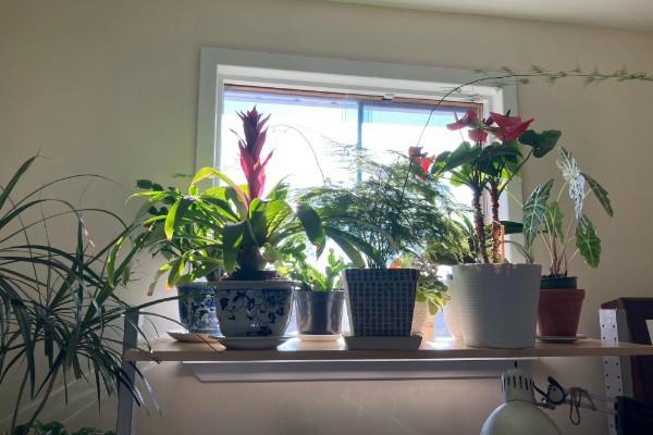 卧室养花会不会缺氧,超过2盆且花型过大会增加二氧化碳的浓度