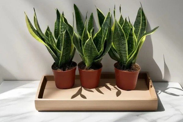 卧室养花会不会缺氧,超过2盆且花型过大会增加二氧化碳的浓度