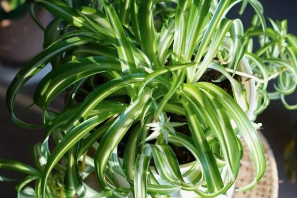 卧室养花会不会缺氧,超过2盆且花型过大会增加二氧化碳的浓度