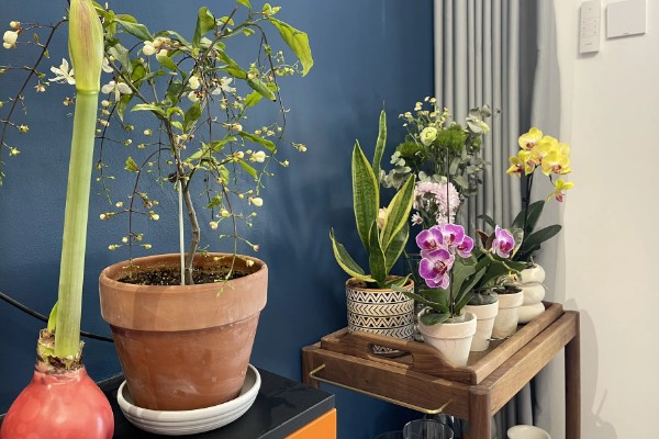 卧室养花会不会缺氧,超过2盆且花型过大会增加二氧化碳的浓度