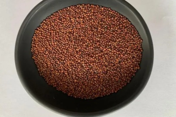 花菜种子几天可以发芽,三到五天便可发芽