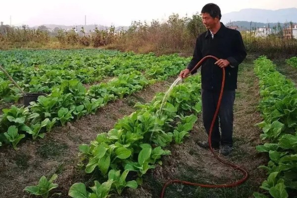 花菜种子几天可以发芽,三到五天便可发芽