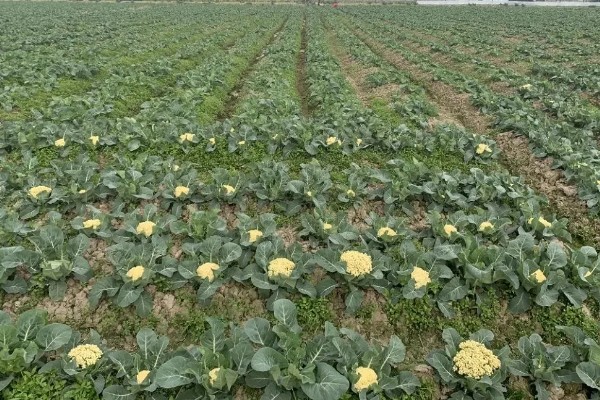 花菜种子几天可以发芽,三到五天便可发芽