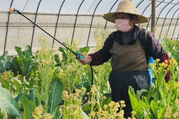 花菜种子几天可以发芽,三到五天便可发芽
