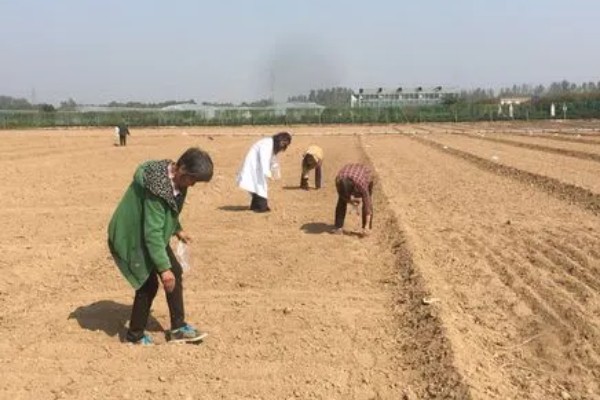 花菜种子几天可以发芽,三到五天便可发芽