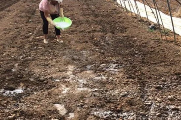 芸豆怎么施肥,不宜用太多氮肥做种肥