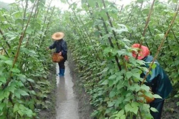 芸豆怎么施肥,不宜用太多氮肥做种肥