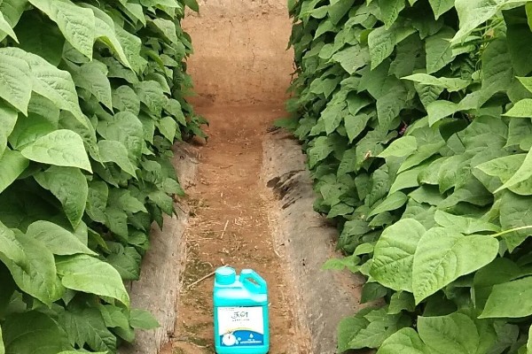 芸豆怎么施肥,不宜用太多氮肥做种肥