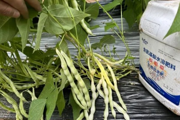 芸豆怎么施肥,不宜用太多氮肥做种肥