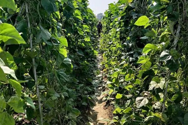 芸豆怎么施肥,不宜用太多氮肥做种肥