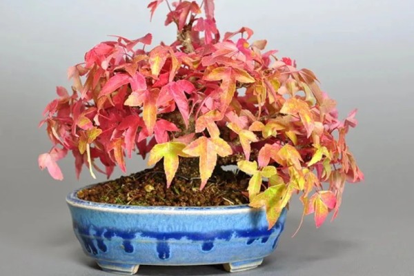 唐枫盆景的养殖方法，每隔5-7天浇一次水
