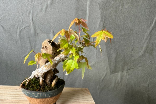 唐枫盆景的养殖方法，每隔5-7天浇一次水