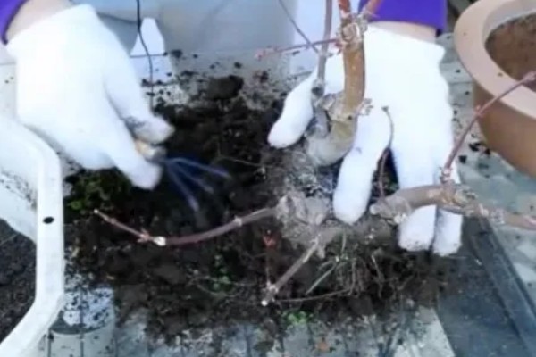 唐枫盆景的养殖方法，每隔5-7天浇一次水