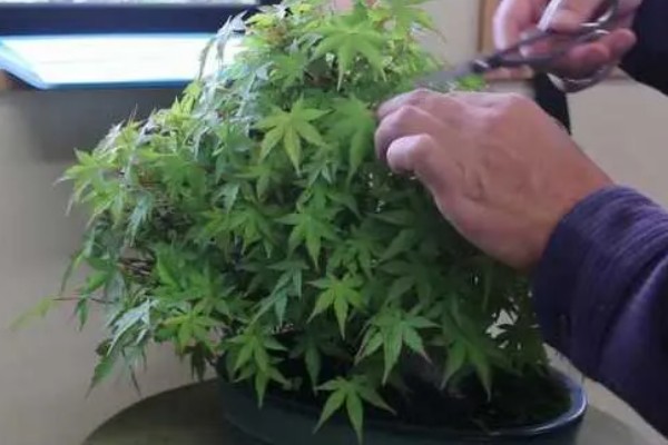 唐枫盆景的养殖方法，每隔5-7天浇一次水