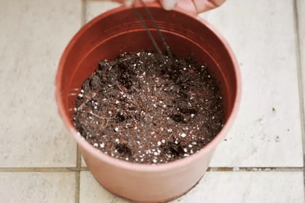 唐枫盆景的养殖方法，每隔5-7天浇一次水