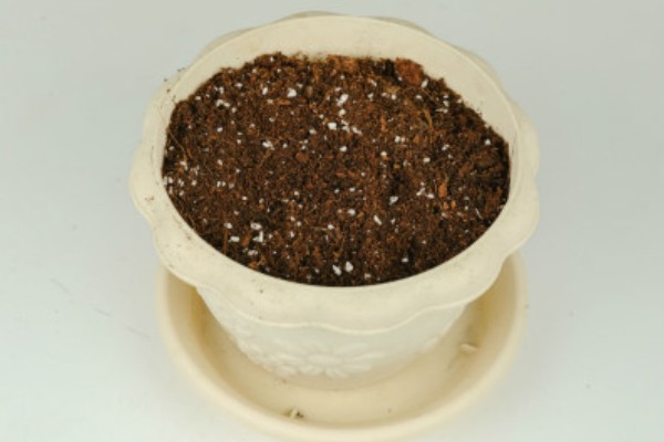 唐枫盆景的养殖方法，每隔5-7天浇一次水