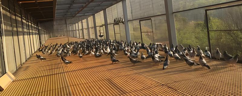 鸽子棚的搭建方式，安装铁网窗以便排气