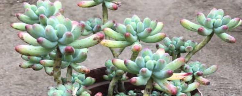 玉女心多肉如何养殖，生长过程中需要充足的光照