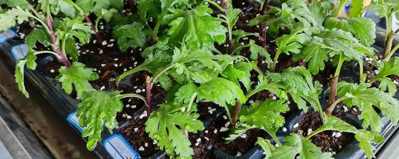 菊花的扦插方法，4-5月份进行为佳