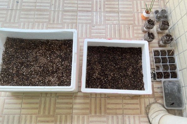 生菜种子没泡水能否发芽,发芽率较低且所需时间较久