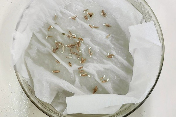 生菜种子没泡水能否发芽,发芽率较低且所需时间较久