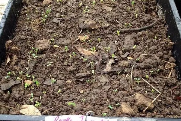 生菜种子没泡水能否发芽,发芽率较低且所需时间较久