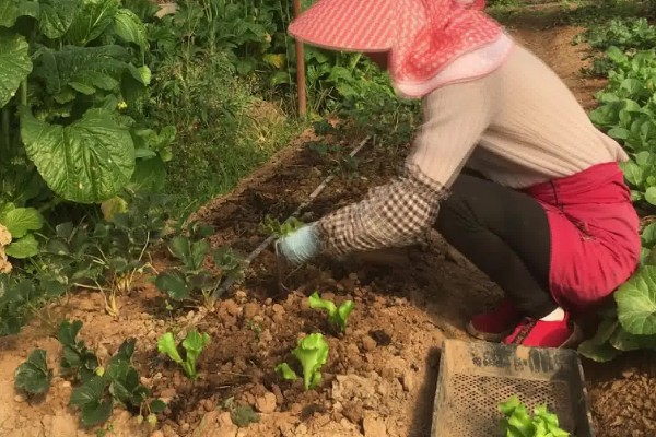 生菜种子没泡水能否发芽,发芽率较低且所需时间较久