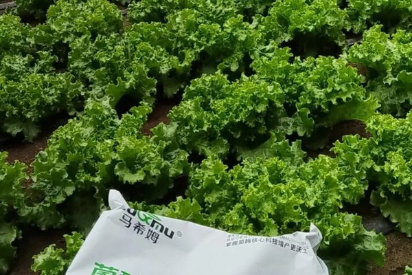 生菜种子没泡水能否发芽,发芽率较低且所需时间较久