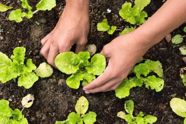 生菜种子没泡水能否发芽,发芽率较低且所需时间较久