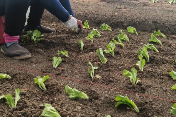 生菜种子没泡水能否发芽,发芽率较低且所需时间较久
