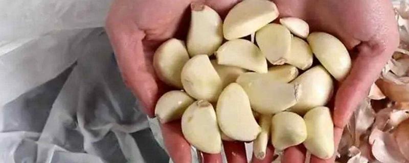 大蒜的催芽方法，可以采用以下4种方法