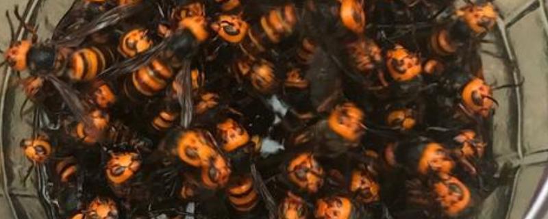 被地雷蜂子蛰了怎么办，及时用食醋等弱酸性溶液清洗伤口