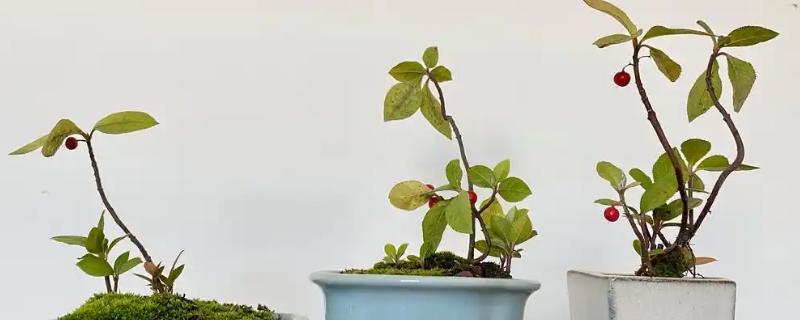 怎么养紫金牛盆景，喜欢较为湿润的花土