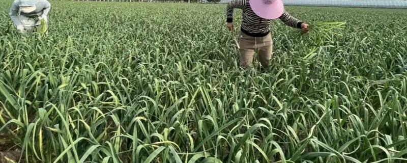 适合秋天种的农作物，推荐大白菜和大蒜等