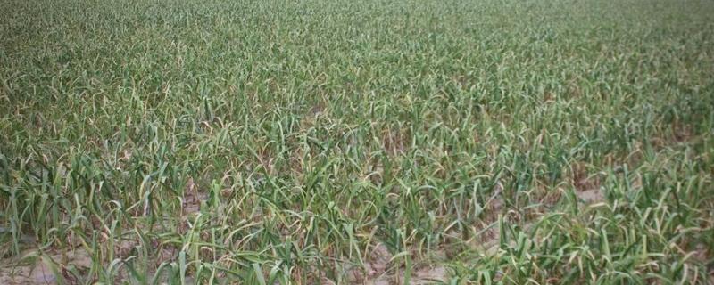 种大蒜用什么做底肥，可以用农家肥和复合肥