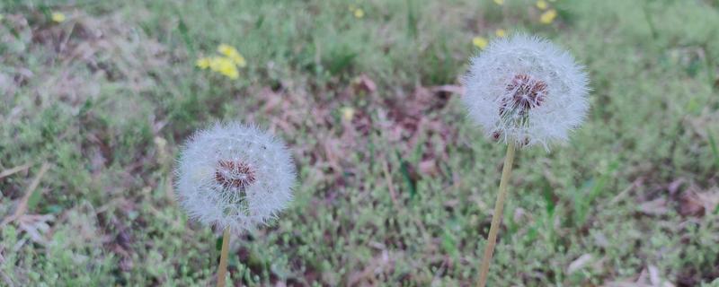 蒲公英的种类，主要分为东北蒲公英、异苞蒲公英等10种