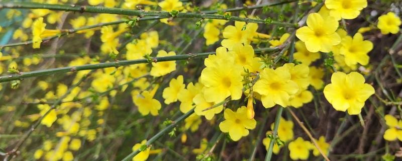 迎春花会不会自行繁殖，枝条接触土壤后会长出新株
