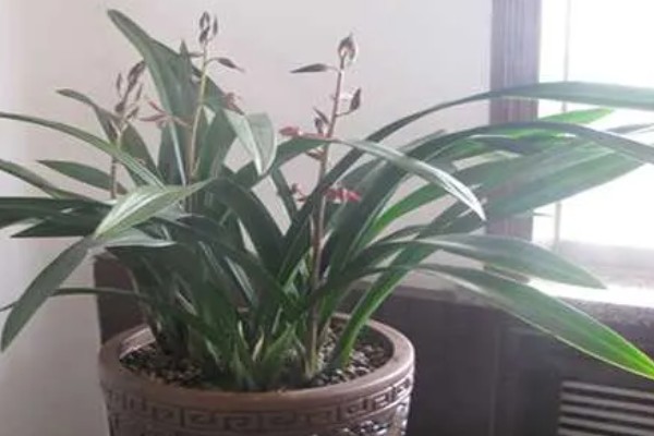 墨兰11月份没有花苞怎么处理,需增加光照