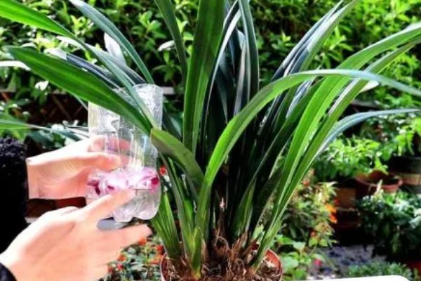 墨兰11月份没有花苞怎么处理,需增加光照